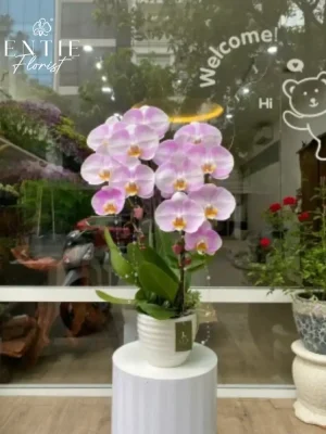 Chậu Hoa Lan Hồng