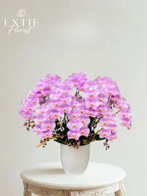 (Giá đã bao gồm VAT)  * Thông tin sản phẩm: – Số cành: 9 cành hoa lan Hồng Chấm Bi – Trang trí: cây môn quan âm, cây khô, cây sen đá, cây không khí, chậu sứ màu.  * Lưu ý: – Đối với dòng hoa lan phối lũa, mỗi sản phẩm đều mang tính độc bản, bởi mỗi chậu hoa đều được tạo nên với sự sáng tạo và cảm hứng riêng biệt. – Một số phụ kiện trang trí có thể được thợ thay đổi linh hoạt nhưng Lyn Florist luôn đảm bảo chất lượng sản phẩm đến tay khách hàng.