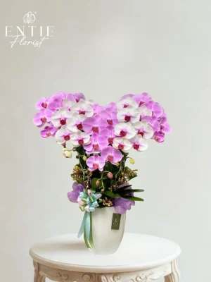 Chậu Hoa Lan Hồng 243 mix – BST “Yêu Thương” 04