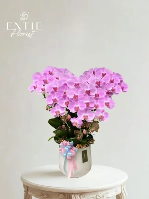 Chậu Hoa Lan Hồng 243 – BST “Yêu Thương” 03