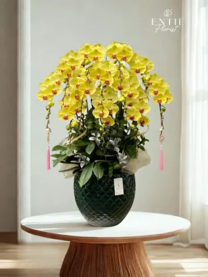 Chậu Hoa Lan Vàng