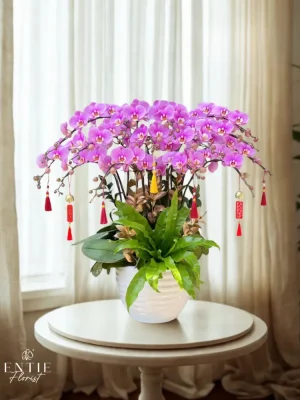 Chậu Hoa Lan Hồng Hanna
