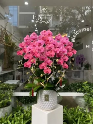 Chậu Hoa Lan Đỏ Hồng