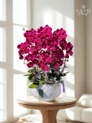 Chậu Hoa Lan Hồ Điệp Đỏ Cherry