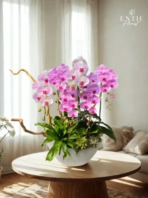 Chậu Hoa Lan Hồng Phối Màu