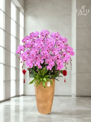 Chậu Hoa Lan Hồng 243