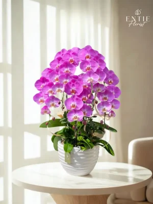 Chậu Hoa Lan Hồng Bản Đồ