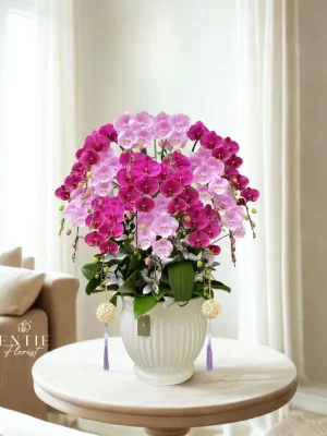 Chậu Hoa Lan Hồng Phối Màu