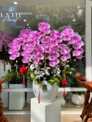 Chậu Hoa Lan Hồng