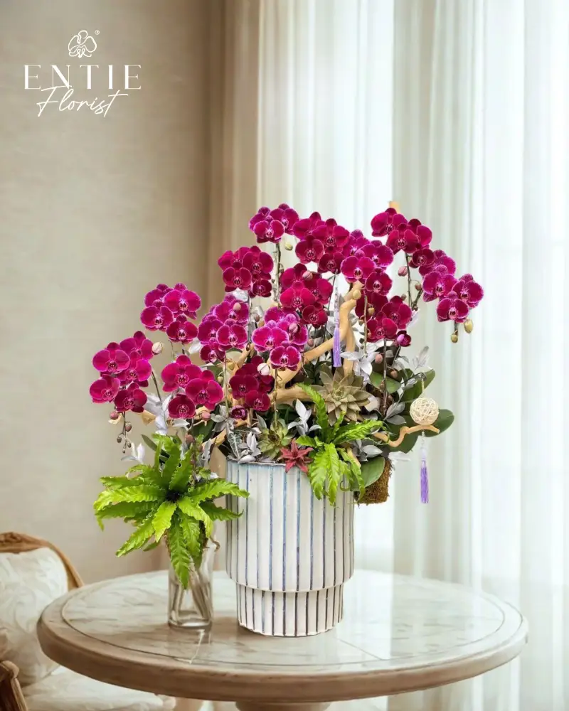 Chậu Hoa Lan Đỏ Cherry Phối Màu VIP