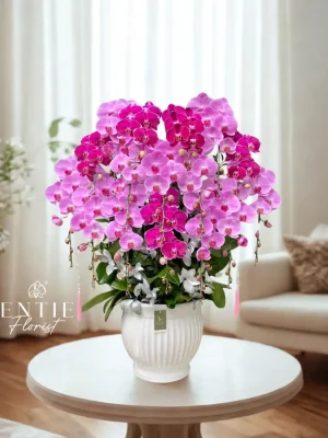 Chậu Hoa Lan Hồng Phối Màu
