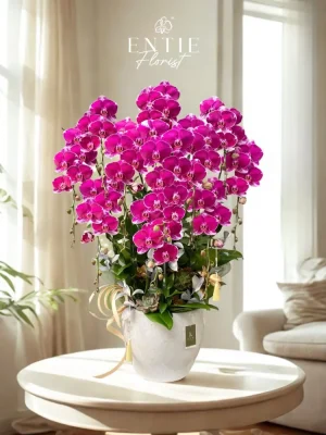 Chậu Hoa Lan Hồ Điệp Tím Địa Chủ
