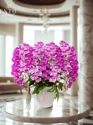Chậu Hoa Lan Hồng Phối Màu