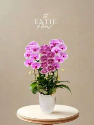 Chậu Hoa Lan Hồng Phối màu