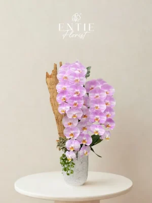Chậu Hoa Lan Hồng Chanel Phối Lũa