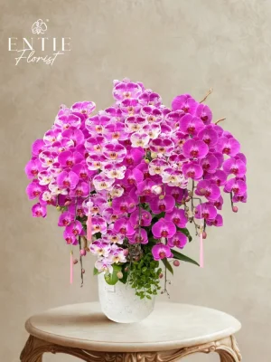 Chậu Hoa Lan Hồng Phối Màu