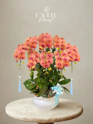 Chậu Hoa Lan Cam Trung