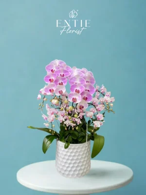Chậu Hoa Lan Hồng Phối Tiểu Hồ Điệp