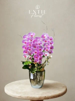 Chậu Hoa Lan Hồng CI229Z