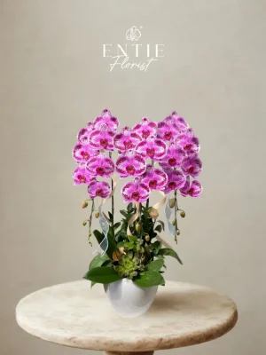Chậu Hoa Lan Tím Đột Biến