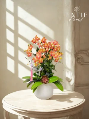 Chậu Hoa Tiểu Hồ Điệp Cam