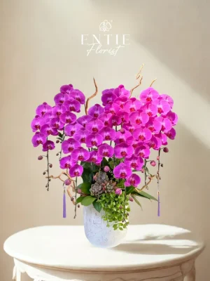 Chậu Hoa Lan Tím