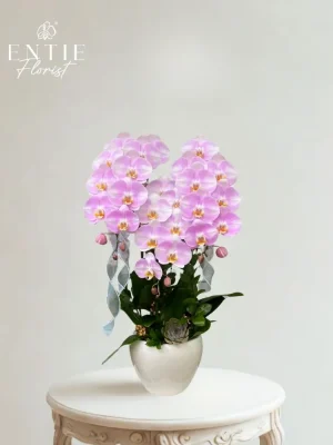 Chậu Hoa Lan Hồng Chanel