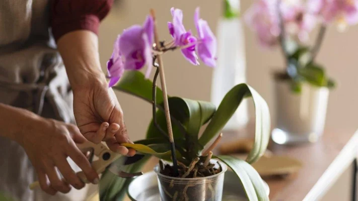 BÍ QUYẾT CHĂM SÓC LAN HỒ ĐIỆP LUÔN TƯƠI ĐẸP VÀ BỀN LÂU